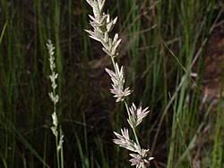 Image result for Eragrostis dinteri