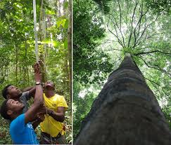 Image result for Balthasaria