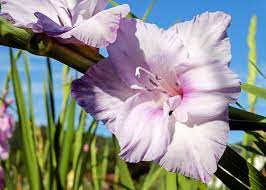 Put away those scissors, which can crush the stem. Gladiolus How To Plant Grow And Care For Gladiolus Flowers The Old Farmer S Almanac