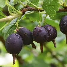 Image result for jostaberry