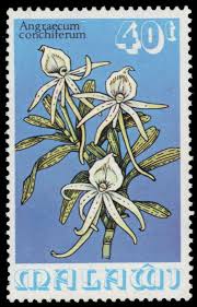 Image result for Angraecum conchiferum