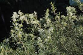 Image result for Grevillea linearifolia