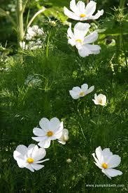 Image result for Cosmos bipinnatus