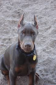 They emphasize that dogs with natural ears are not prohibited from entering dog shows. Questions On Ear Cropping Doberman Forum Doberman Breed Dog Forums