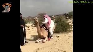 Bans are routine, and intended to get you to read this sidebar. Camel Funny Fall Youtube