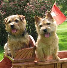 Norwich the norwich terrier, has lively character, joyful, affectionate and is curious by nature. Everything About Your Norwich Terrier Luv My Dogs
