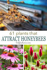 The fertilize it a transferred pollen begins the. 61 Plants That Attract Honeybees Lady Lee S Home