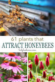 Check spelling or type a new query. 61 Plants That Attract Honeybees Lady Lee S Home