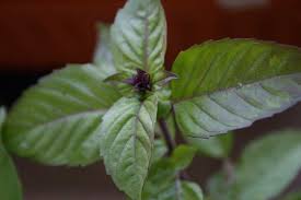 Only the finest meats and freshest vegetables, which come fresh from the farmer's market, find their way into our kitchen. Herbs Life Loves The Curious