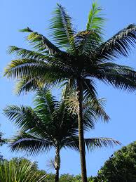 Image result for Dictyosperma