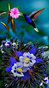 Nature Birds And Flowers Wallpaper Pin On Humming Bird