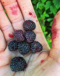 I personally find it offensive that we are accusing the united states military of being 'woke' or something history and capitalist political ideology, which in simple terms is learning everything you can about your enemy—which is why both. Blackberries Vs Black Raspberries What S The Difference Black Raspberry Black Raspberry Recipes Raspberry