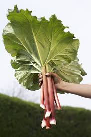 And we get several flower stalks per rhubarb plant. Rhubarb Revival At La Pine Festival Lifestyle Bendbulletin Com