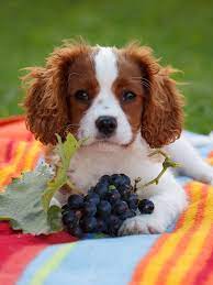 The Purple Menace The Truth About Whether Dogs Can Eat Grapes Can Dogs Eat Grapes Can Dogs Eat Foods Bad For Dogs