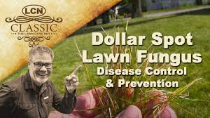 You can also apply various fungicides, both chemical and organic to aid your lawn in its efforts to fight back against. Dollar Spot Lawn Fungus Disease Control And Prevention Youtube