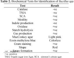 production of peptide antibiotics by bacillus sp gu 057