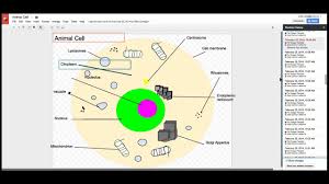 Check spelling or type a new query. Animal Cell Flip Book Google Drawing Youtube