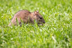 The leading termite protection system trusted by thousands of st petersburg homeowners. Rodent Control Clearwater Largo St Petersburg Tampa Bay Rodent Removal