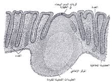 جنس شرجي ويكيبيديا