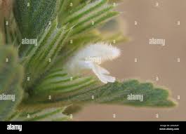 Image result for Leucas neuflizeana