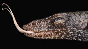 Advocate proper monitor lizard husbandry; The Castaway New Monitor Lizard Fills Top Order Predator Role On Remote Pacific Island Eurekalert Science News
