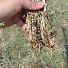 Image result for Eragrostis plana