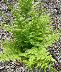 Image result for Athyrium