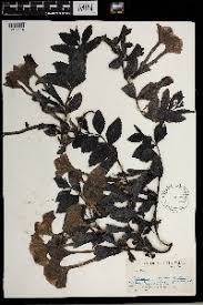 Image result for Cycnium recurvum