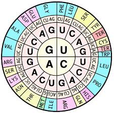 Codon To Amino Acid Circle Chart Worksheet Answers