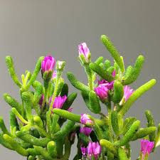 Image result for Delosperma spp.