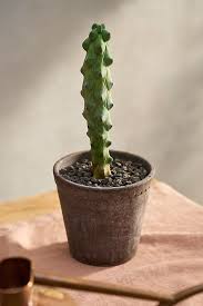 Image result for Myrtillocactus geometrizans