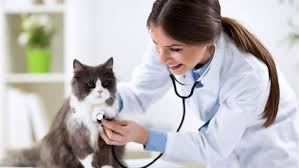 2019 Kedi Muayene Ve Asi Ucretleri Vetbilgi