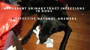 Dog Recurrent Urinary Tract Infections 5 Effective Holistic Answers Youtube