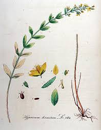 Image result for Craterostigma hirsutum