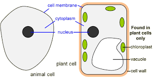 Plant cell vacuole bbc bitesize. Jrcs Science Ambassadors All The Little Things That Make Us