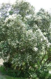 These pom pom tree are customizable and available in all plant varieties. Recommended Indigenous Trees For Pools Part Two Random Harvest News