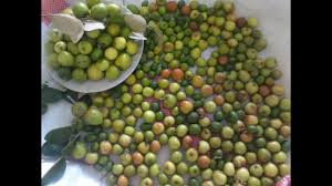 Sementara, biji buah bidara untuk muntah, campur dengan ficus benghalensis atau banyan dan gula. Buah Bidara Arab Yang Lebat Sekali Siapa Yang Mau Youtube