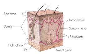 Cross Section Of Skin Anatomy Shows Layers And Different Tissue Types Credit National Institutes Of Health Medical Art Atopic Dermatitis Dermatitis Treat Skin