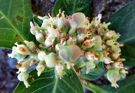 Image result for Euphorbia heterophylla