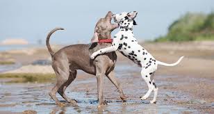 Man's best friend has a funny way of communicating sometimes, but almost everything your dog does has meaning. How To Break Up A Dog Fight Cesar S Way