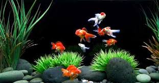 20 cara merawat ikan hias di akuarium dengan mudah! Kisah Inspiratif Budidaya Ikan Pria Ini Raup Omzet Rp2 Juta Per Hari