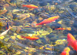 Ukuran dari ikan pun sangatlah beragam mulai yang. Jenis Ikan Hias Air Tawar Terlengkap Yang Mudah Dipelihara