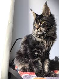 Black And White Tabby Maine Coon Pin On Maine Coon Cats