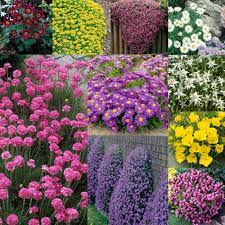 Our selection of perennial flowers represents the most tried and true varieties we know of. Alpine Perennial Collection J Parker Dutch Bulbs