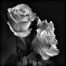92f4878f616967f523a501af6f494d24 Jpg 500 499 Beautiful Roses Black And White Roses Black And White Flowers
