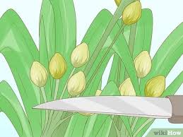 Regional timeline for spring pests9. How To Protect Your Garden From Insects 12 Ways To Keep Bugs From Eating Your Plants