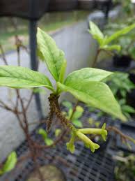 Image result for Stolzia williamsonii