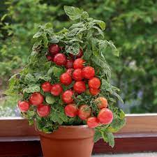 Cara menanam tomat dari biji (benih) sebaiknya pilihlah benih yang berkualitas (produksi tinggi dan tahan panen tomat pertama kali dipanen pada umur 90 hari setelah tanam. Begini Cara Tanam Tomato Guna Biji Dalam Pasu Berbuah Lebat Dan Subur Keluarga