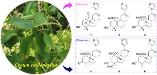 Image result for Croton steenkampianus