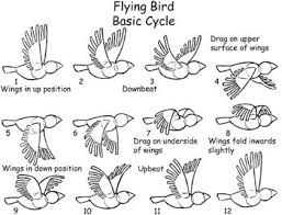 Chapter 5 Animals In Motion On Globalspec Animated Drawings Animation Mentor Animation Sketches